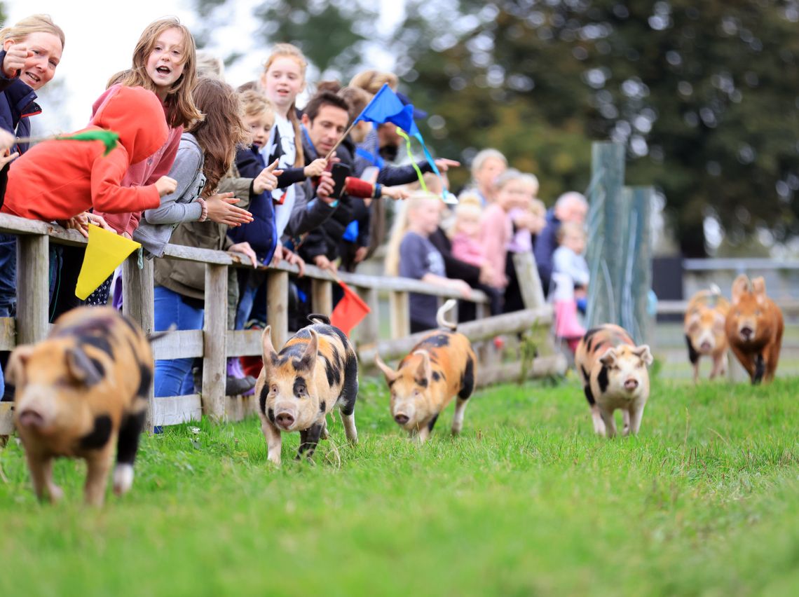 Watch our famous Pig Race