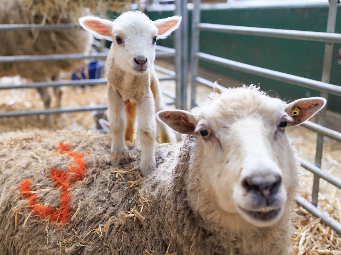 Meet them in our Animal Discover Barn