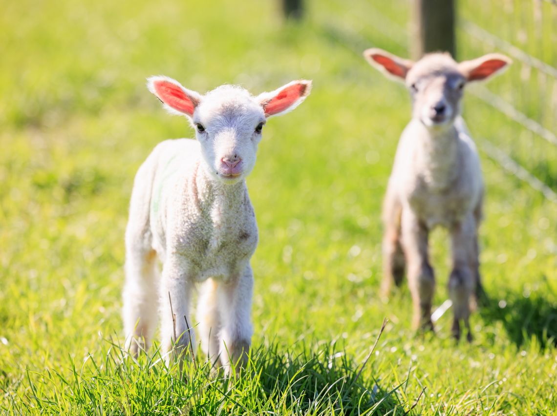 There's over 80 newborn lambs due