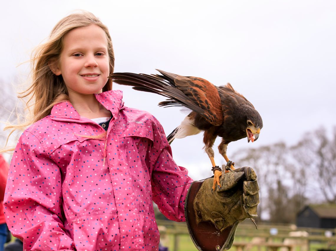 Meet the Birds of Prey and watch them fly