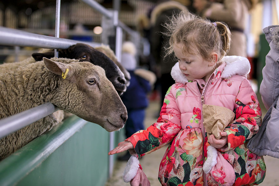 Sheep Feeding
