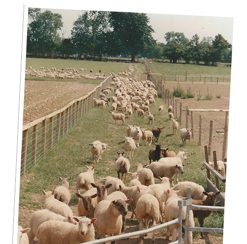 Bocketts Farm About Us Sheep